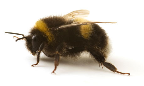 Les abeilles sauvages et domestiques